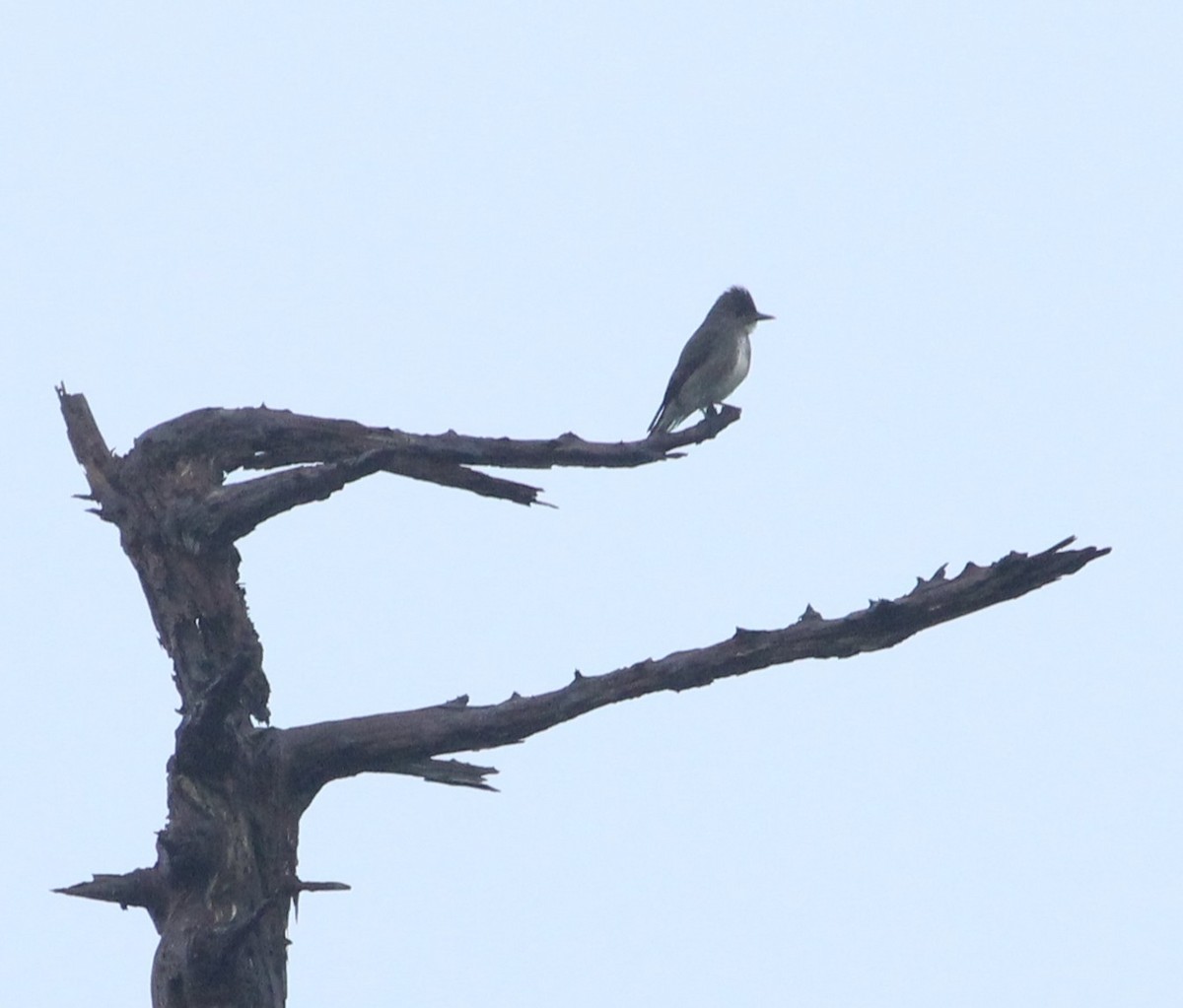 Olive-sided Flycatcher - ML645997469