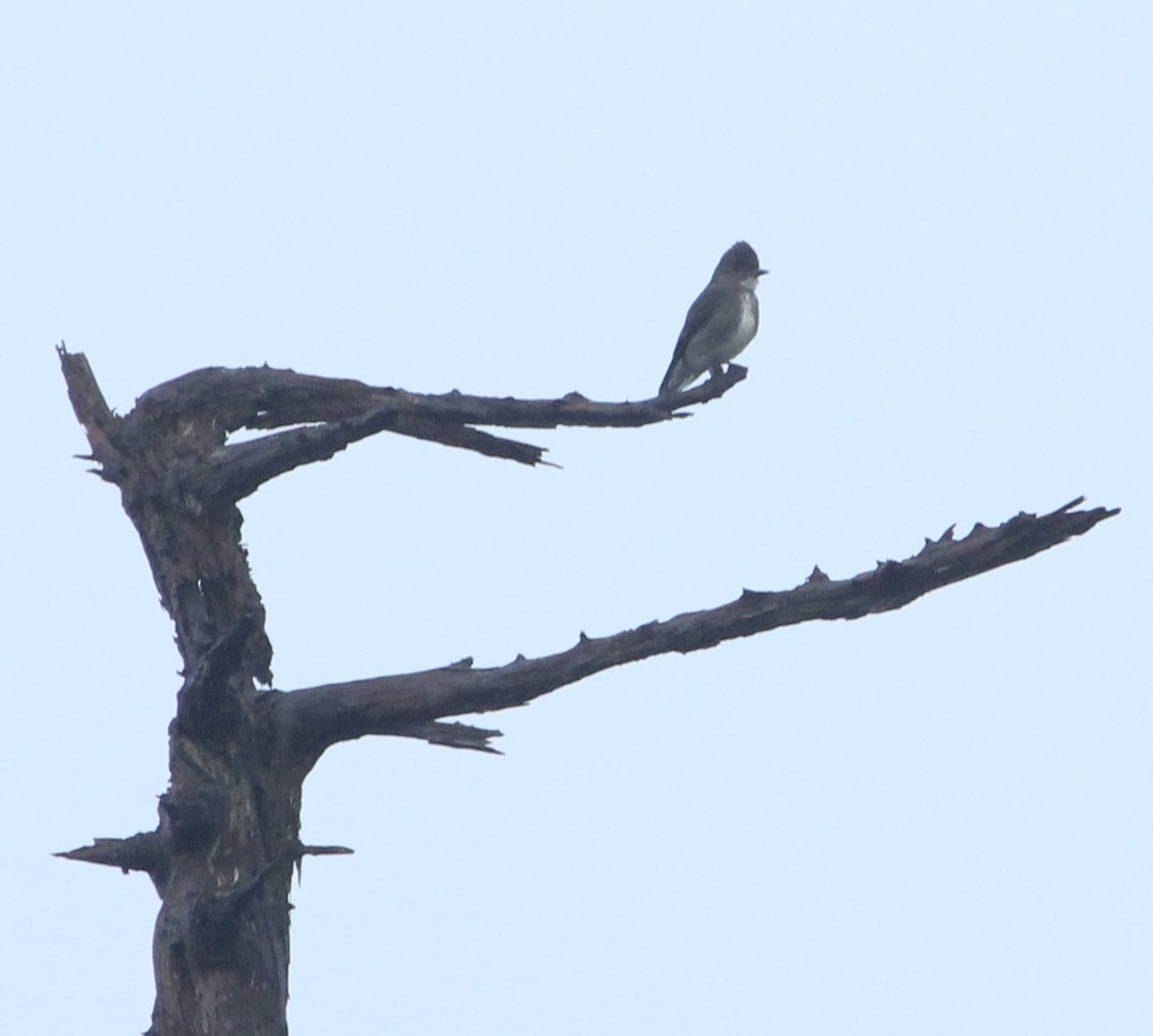 Olive-sided Flycatcher - ML645997470