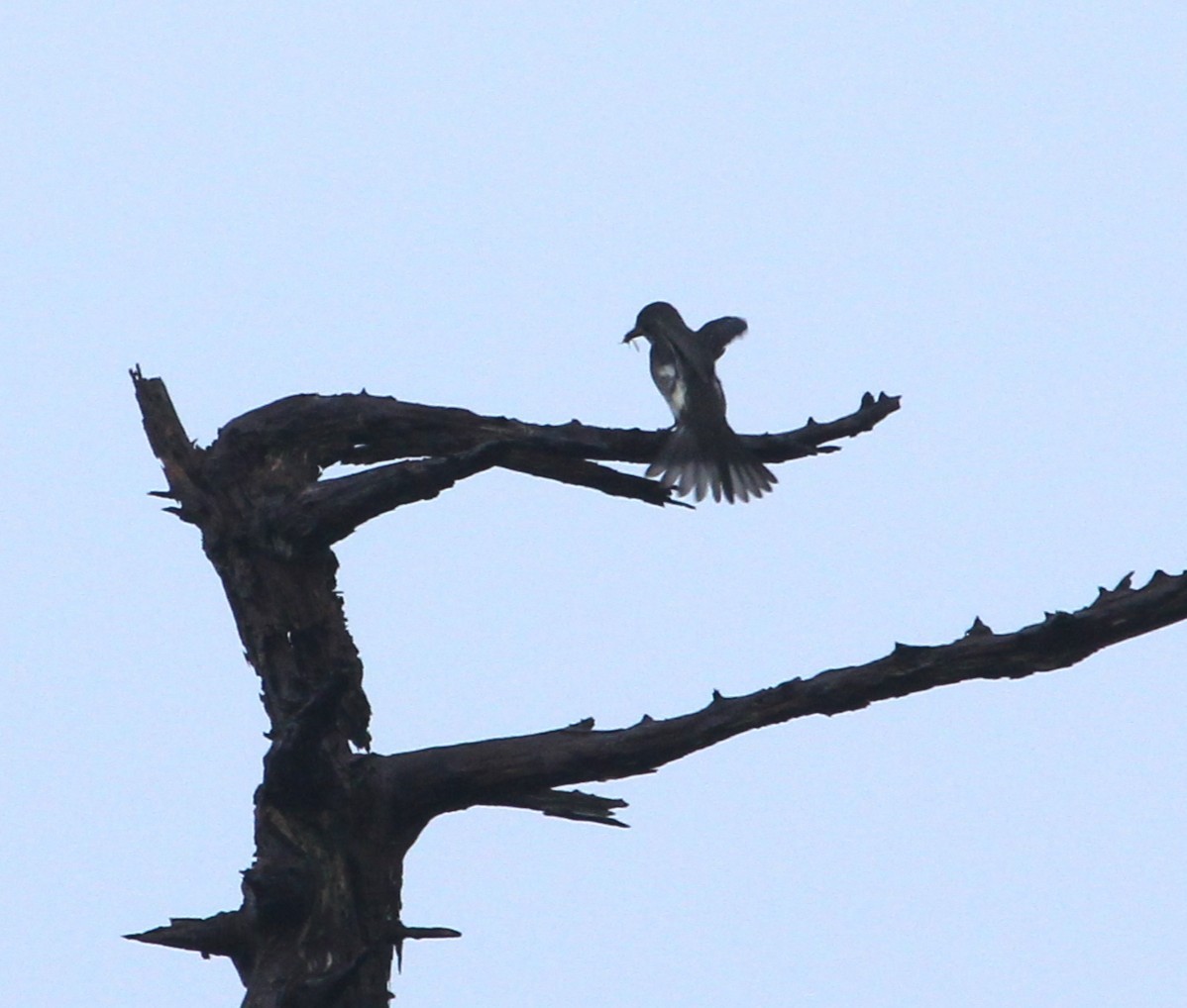 Olive-sided Flycatcher - ML645997471