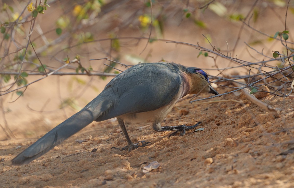 ハシリジカッコウ - ML645997472