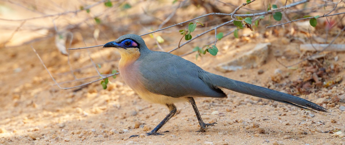 ハシリジカッコウ - ML645997473