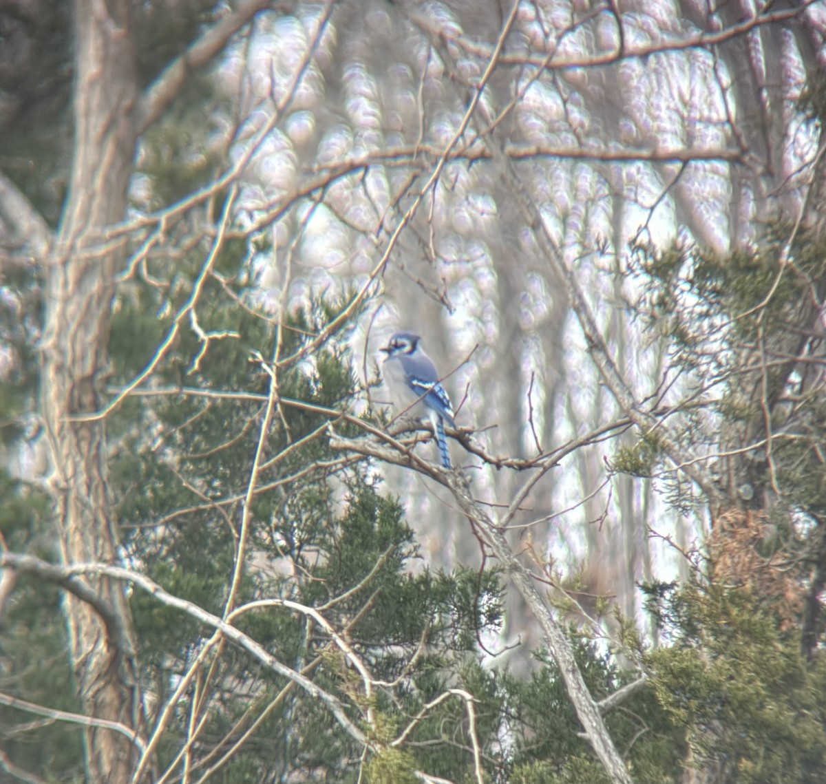 アオカケス - ML645997474