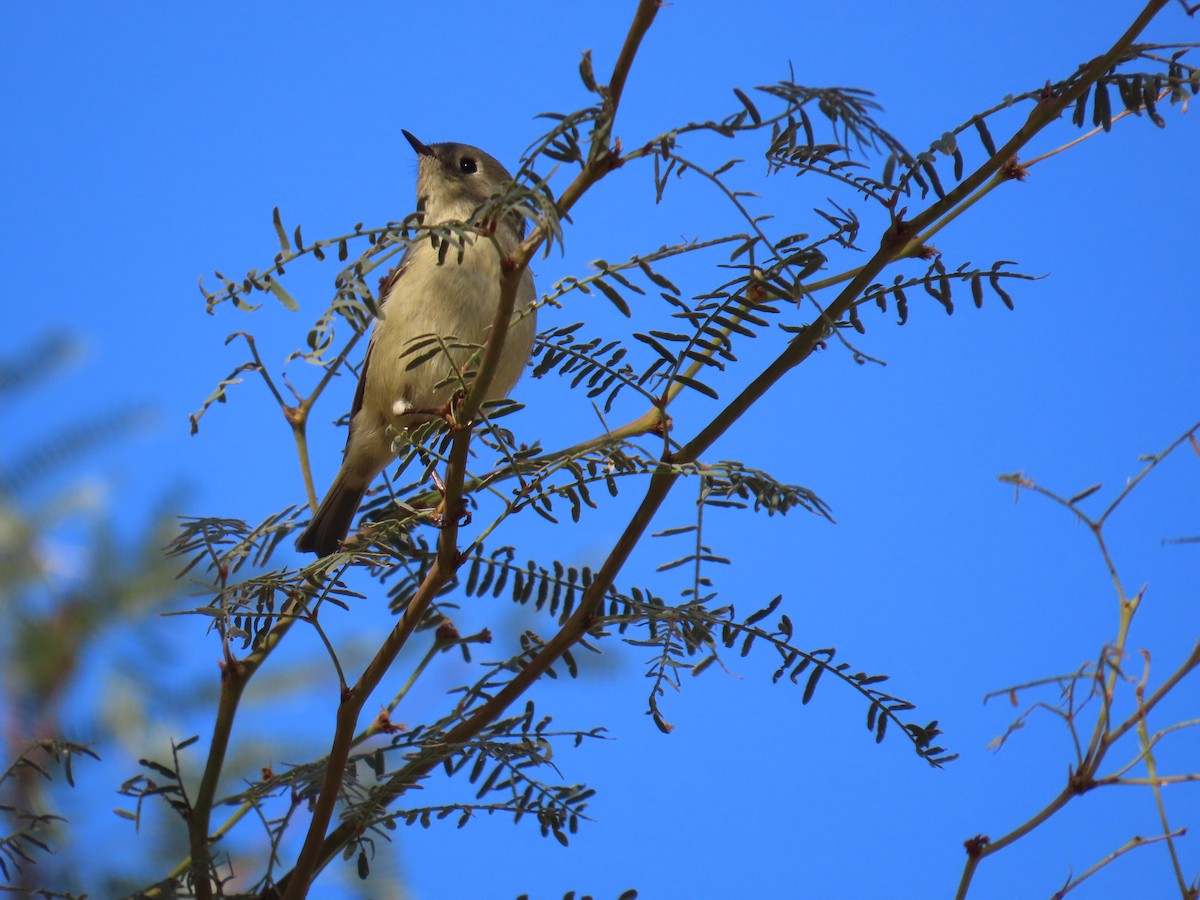 ルビーキクイタダキ - ML645997475