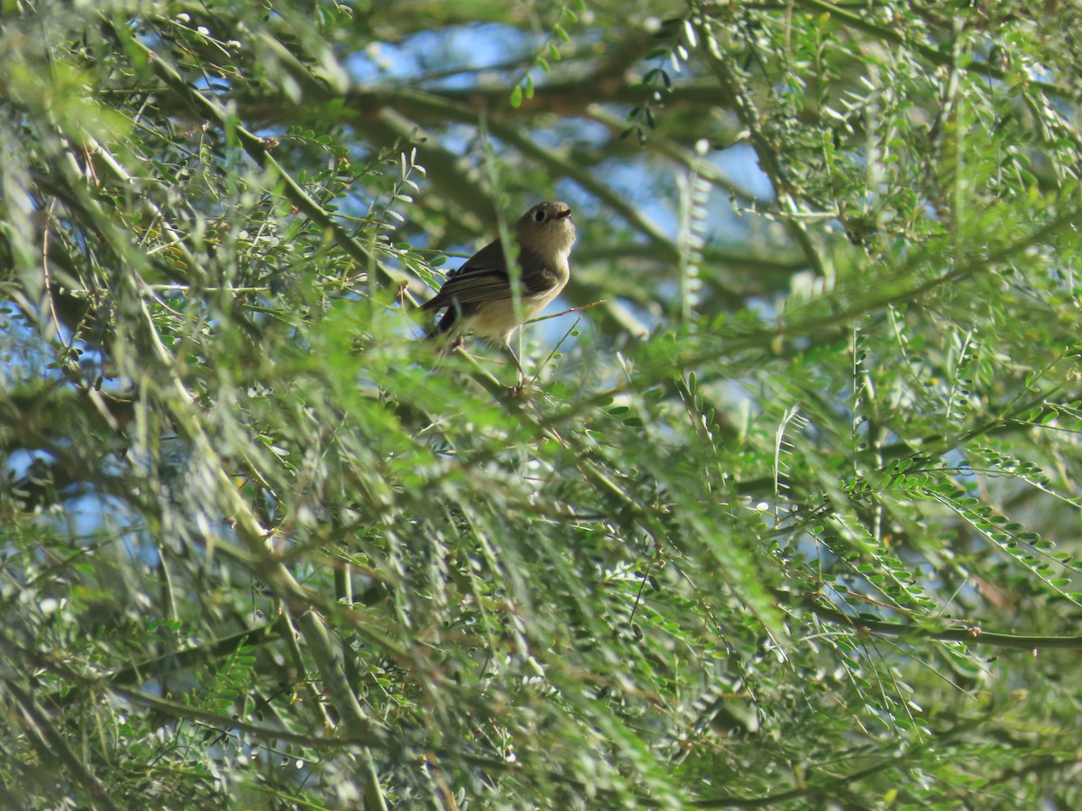 Ruby-crowned Kinglet - ML645997476