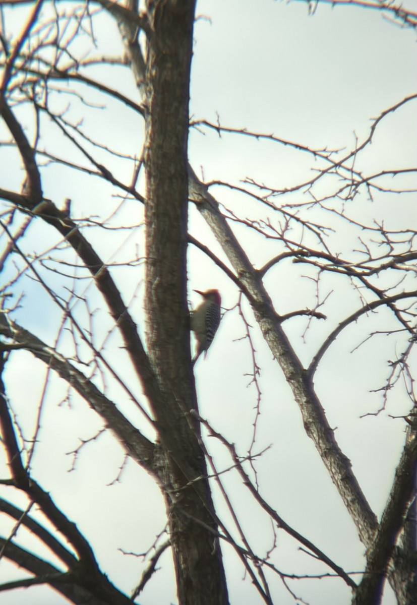 シマセゲラ - ML645997477