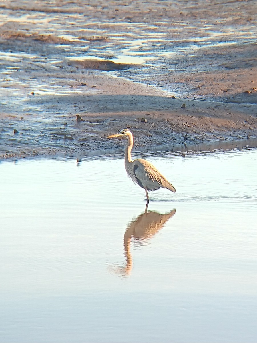 オオアオサギ - ML645997478