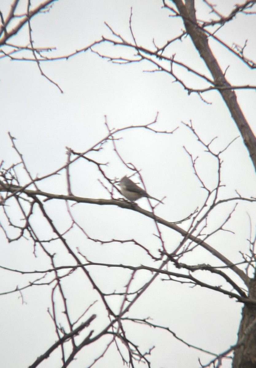 エボシガラ - ML645997479