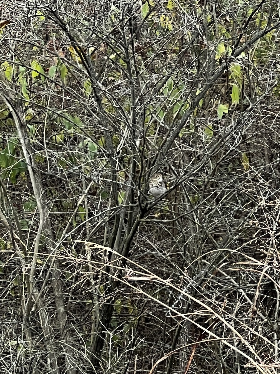 チャイロコツグミ - ML645997480