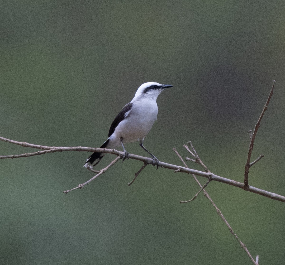 マダラタイランチョウ - ML645997482