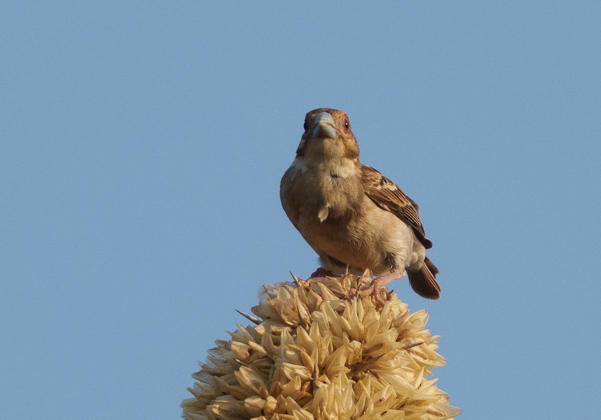 ニシマダガスカルハタオリ - ML645997483