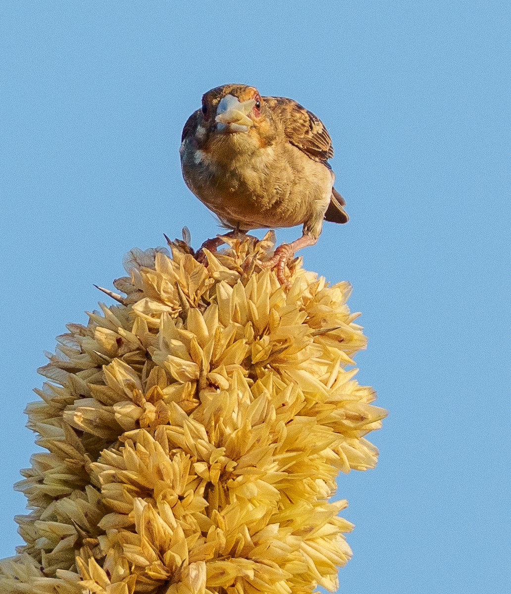 ニシマダガスカルハタオリ - ML645997484