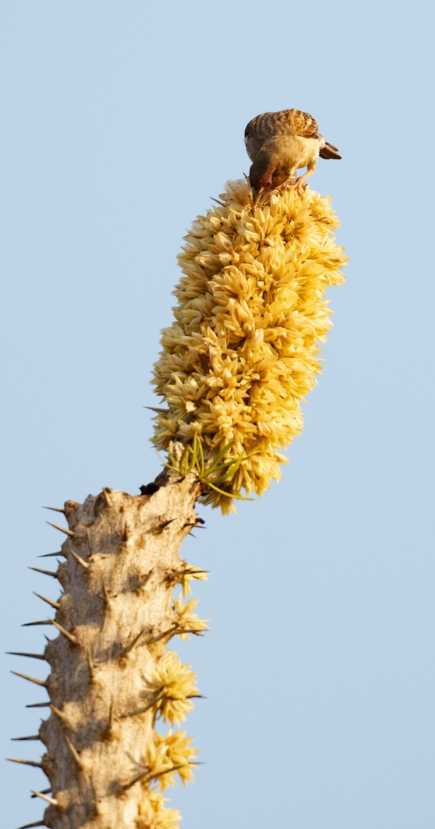 ニシマダガスカルハタオリ - ML645997485