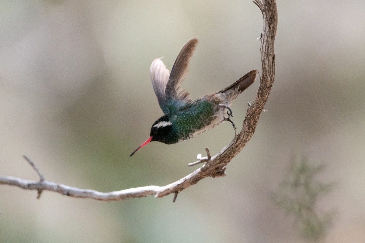 ミミジロサファイアハチドリ - ML645997486