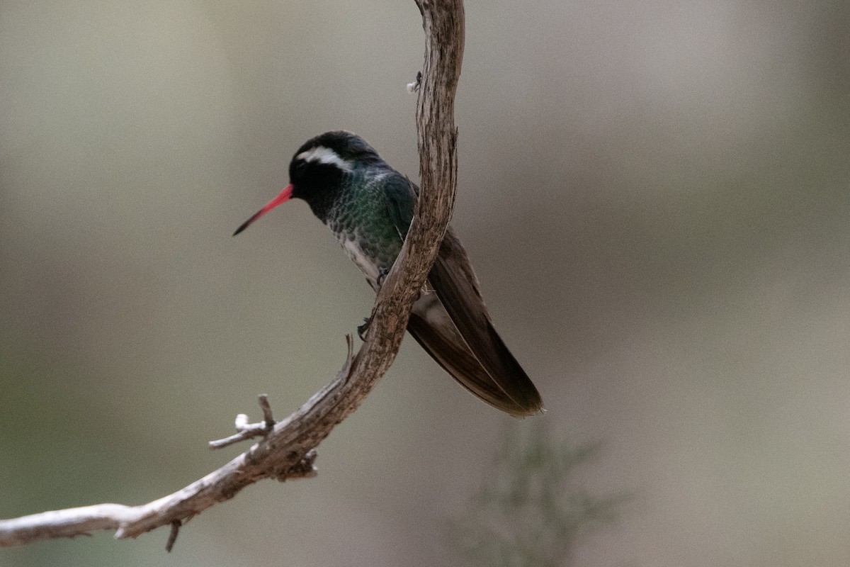 ミミジロサファイアハチドリ - ML645997487