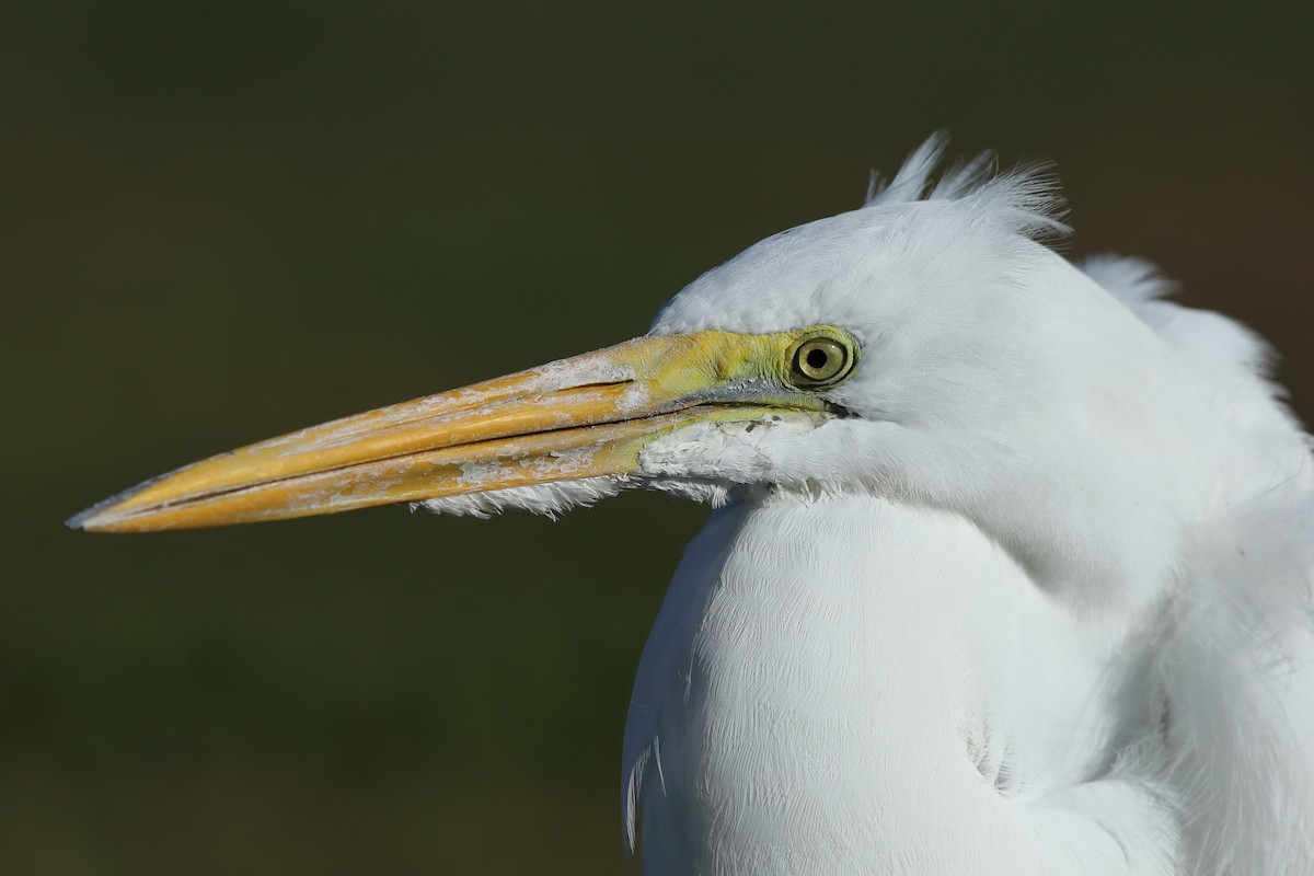 ダイサギ - ML645997489