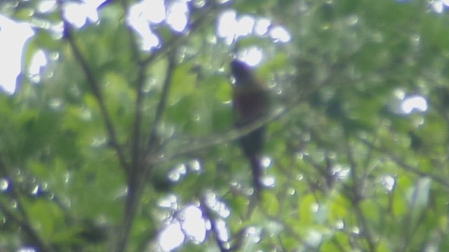 Venezuelan Parakeet - ML645997490