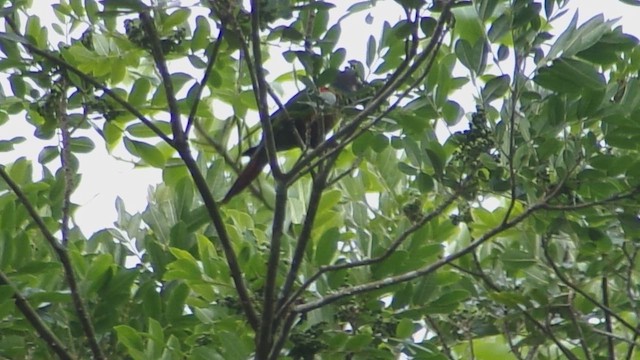 Venezuelan Parakeet - ML645997491