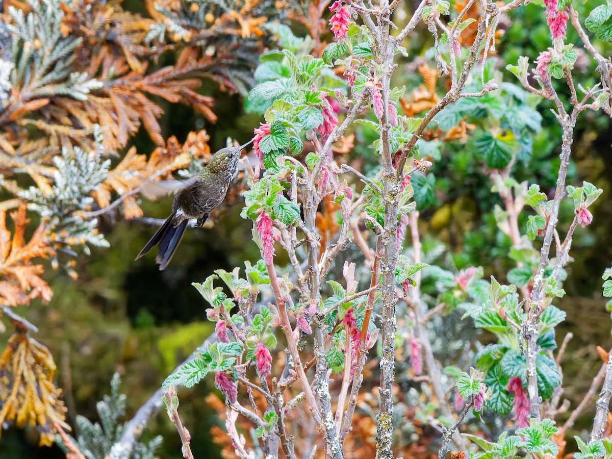 セアオコバシハチドリ - ML645997492