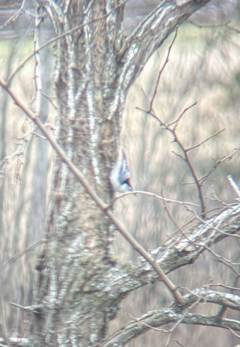 ムナジロゴジュウカラ - ML645997493