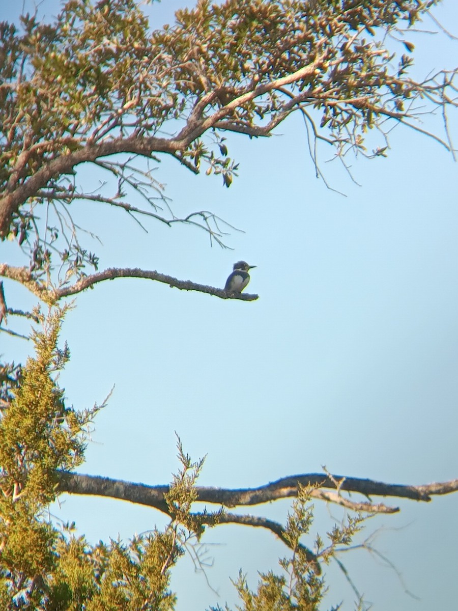 アメリカヤマセミ - ML645997494