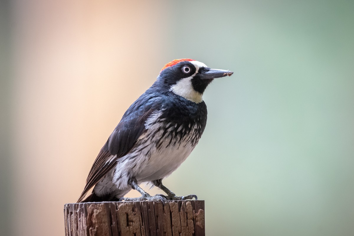 ドングリキツツキ - ML645997495