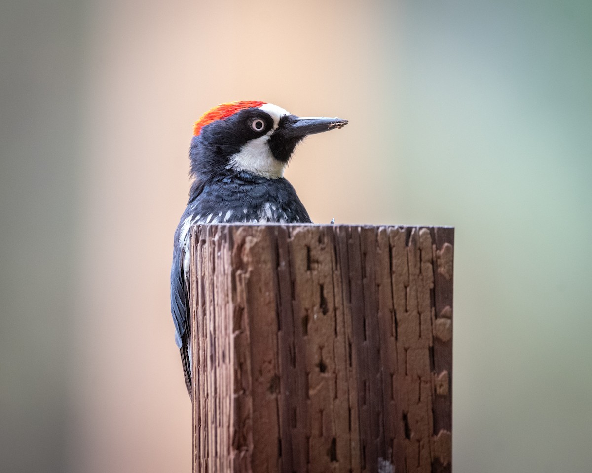 ドングリキツツキ - ML645997496