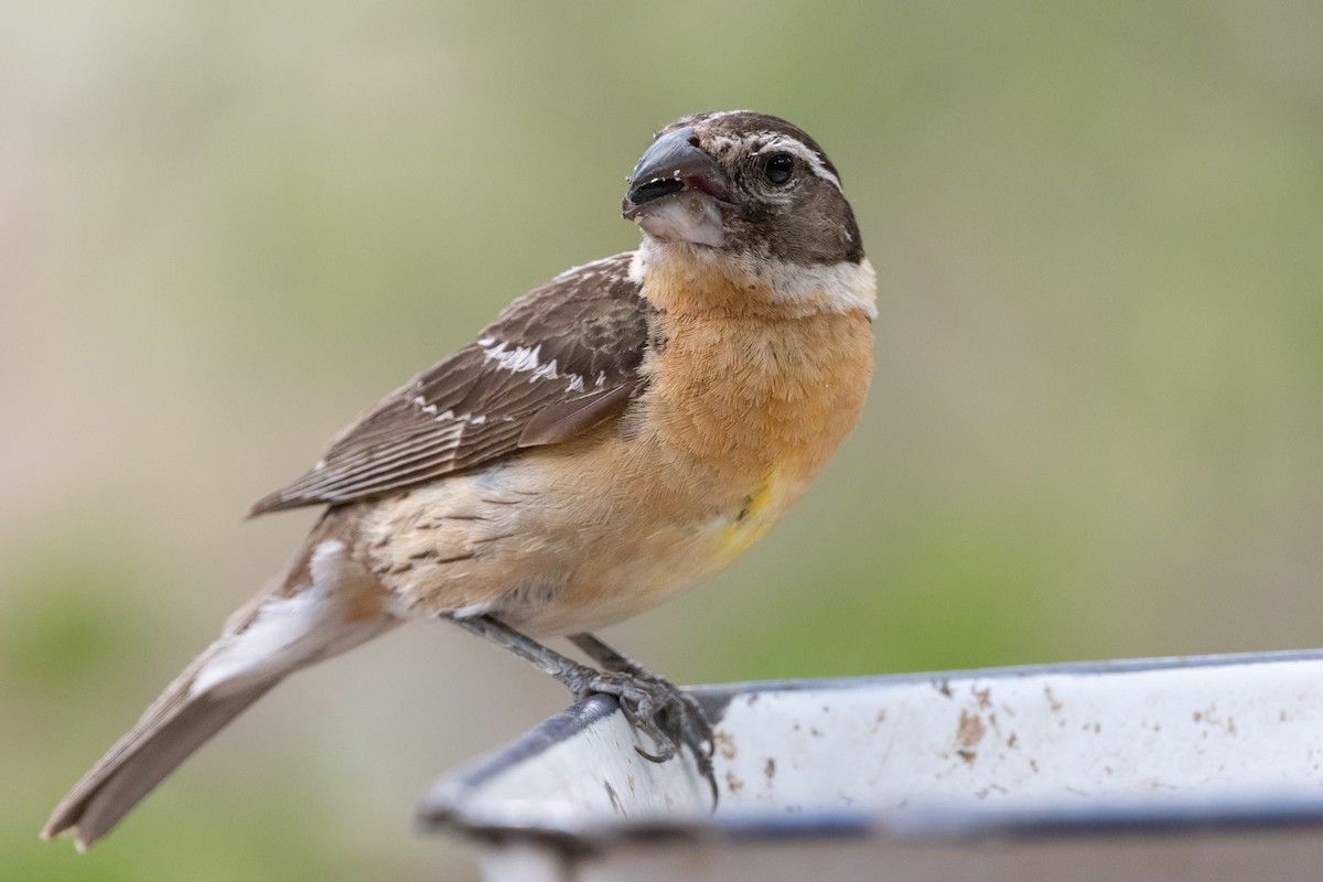 チャバライカル - ML645997498