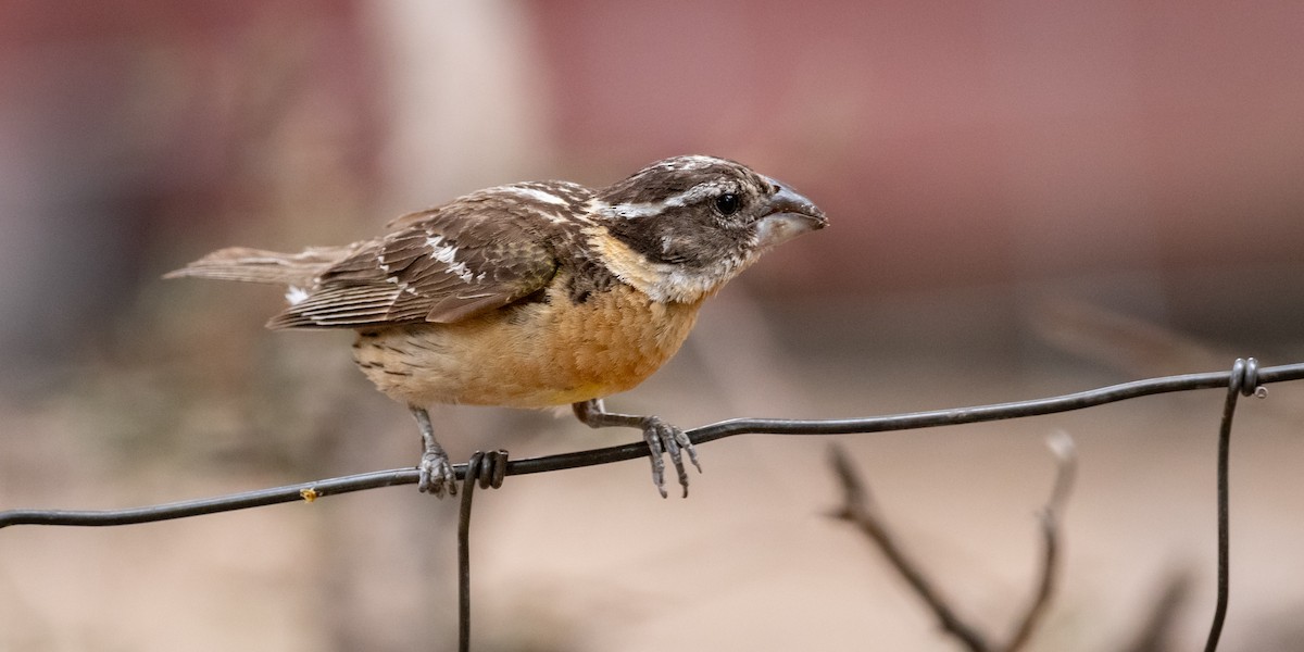 チャバライカル - ML645997499