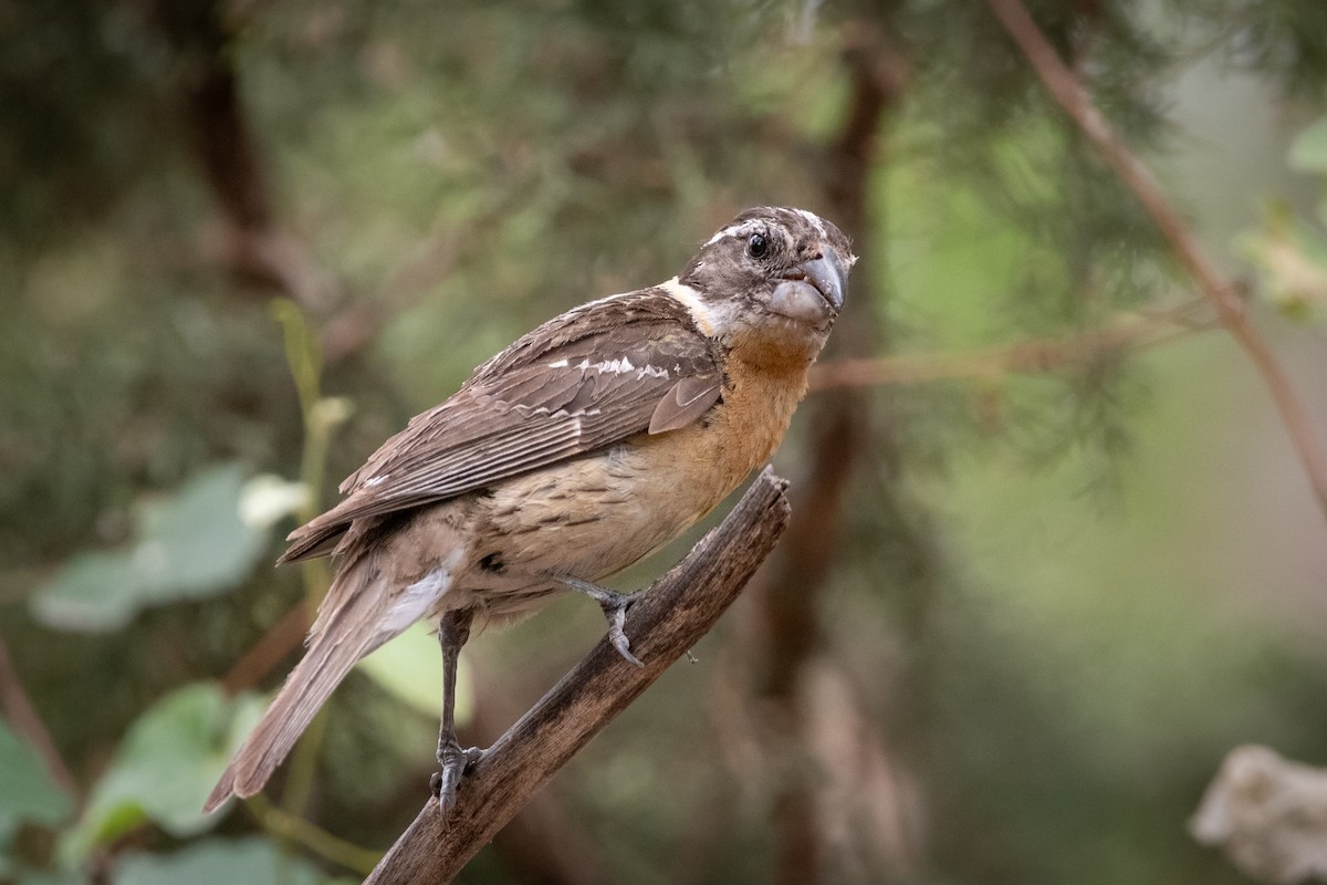 チャバライカル - ML645997500