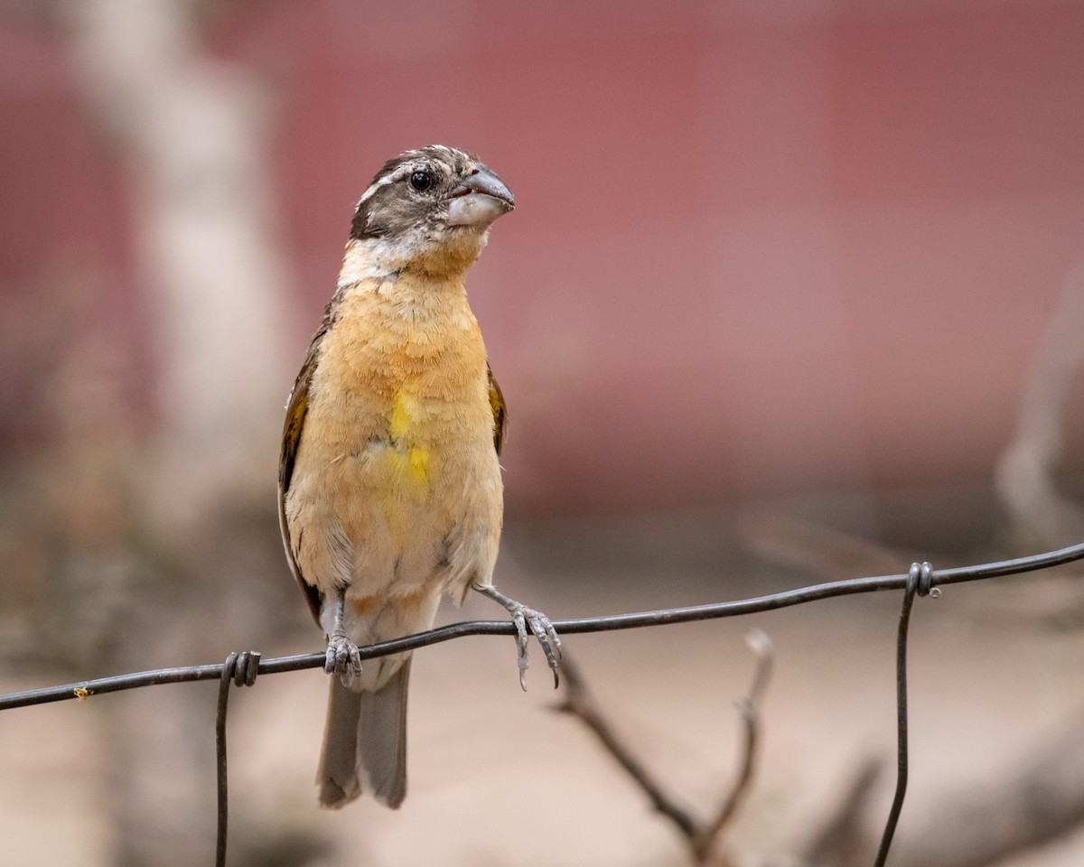 チャバライカル - ML645997502