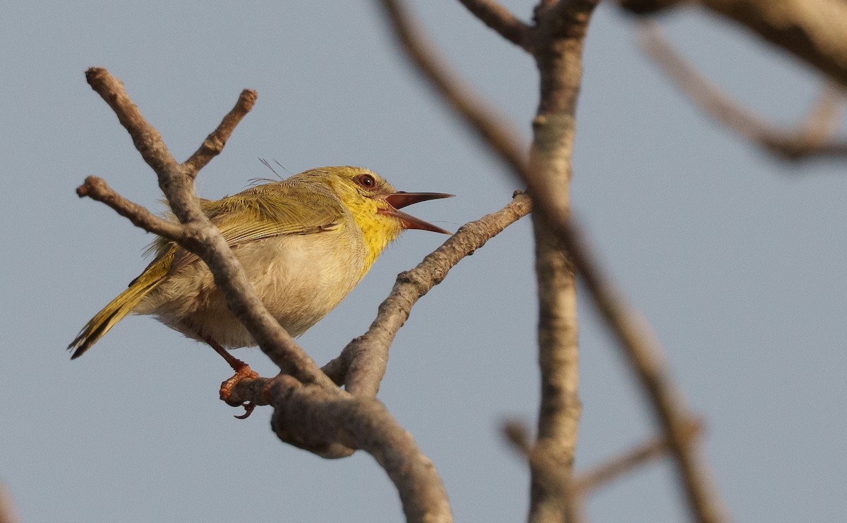 クロスジニセムシクイチメドリ（pallidior） - ML645997503