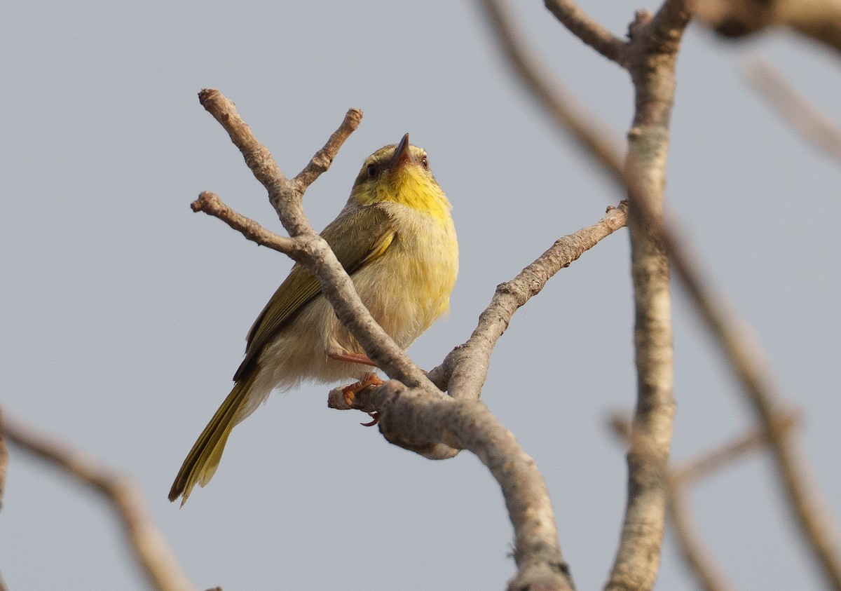 クロスジニセムシクイチメドリ（pallidior） - ML645997504