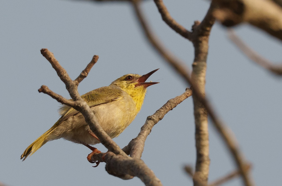 クロスジニセムシクイチメドリ（pallidior） - ML645997505