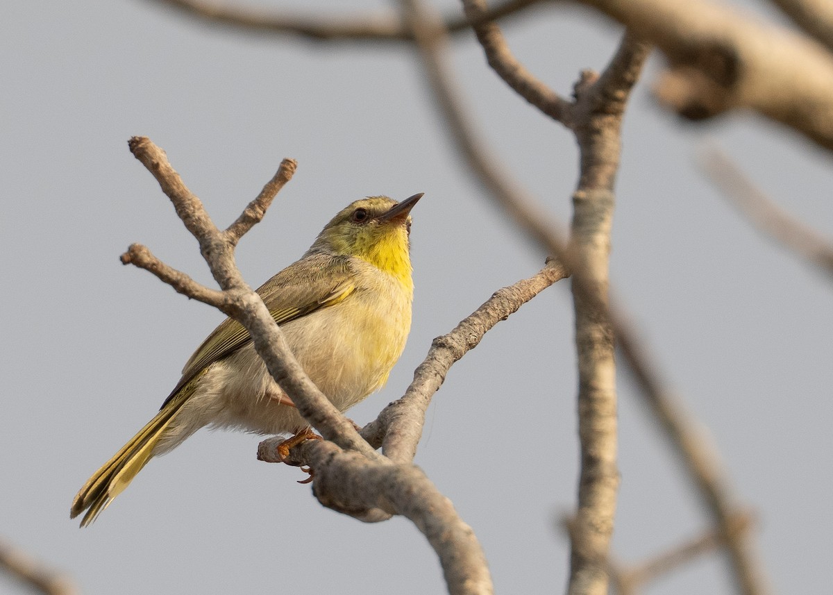 クロスジニセムシクイチメドリ（pallidior） - ML645997506