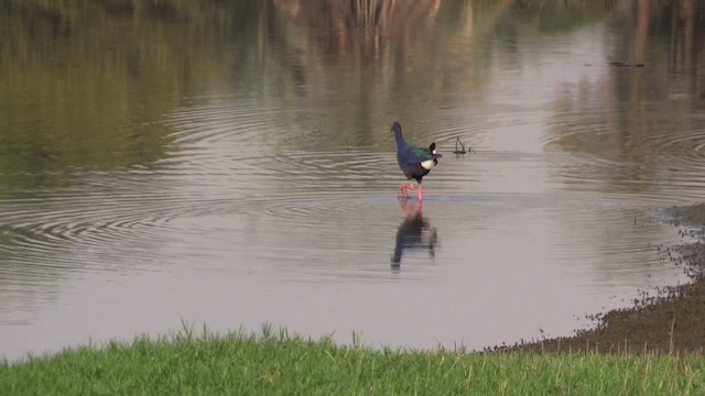 African Swamphen - ML645997507