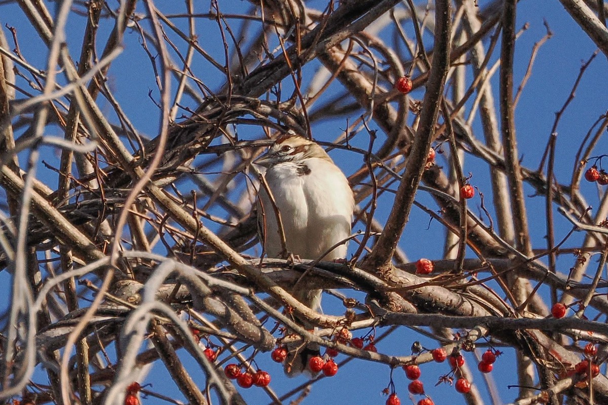 Lark Sparrow - ML645997508