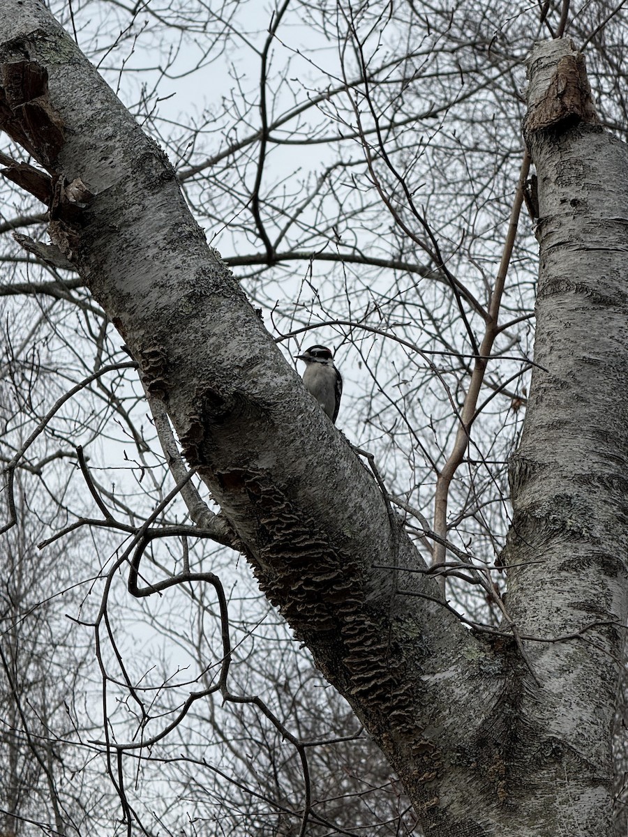 Downy Woodpecker - ML645997509