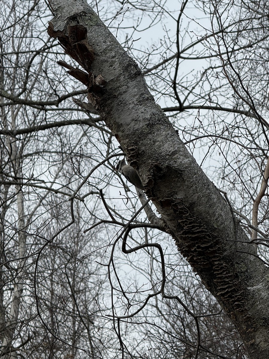 Downy Woodpecker - ML645997510