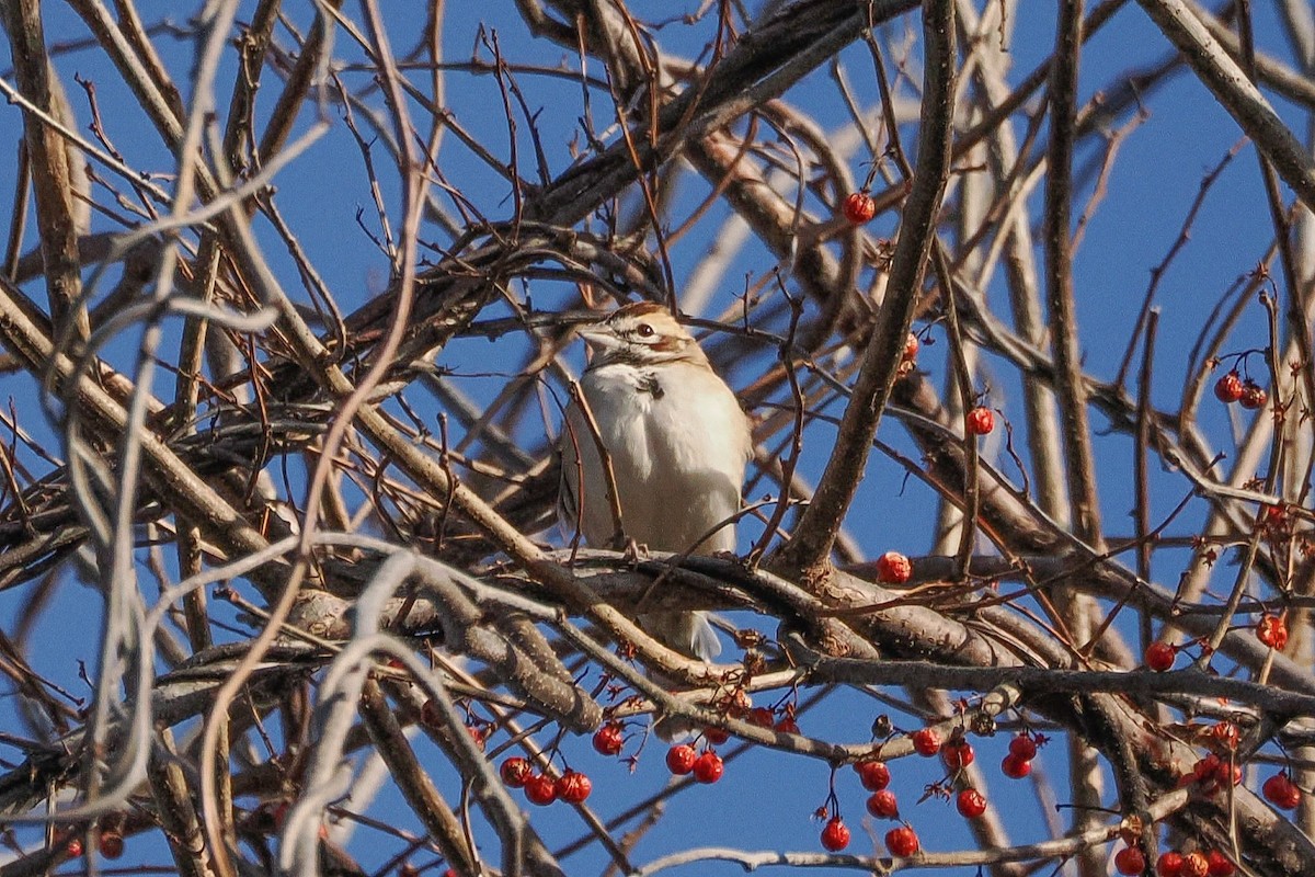 Lark Sparrow - ML645997511