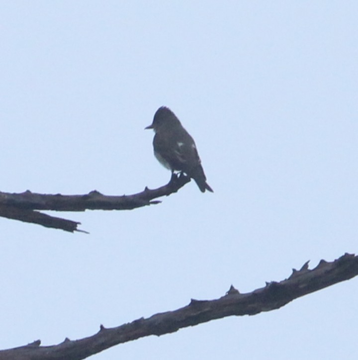 Olive-sided Flycatcher - ML645997512