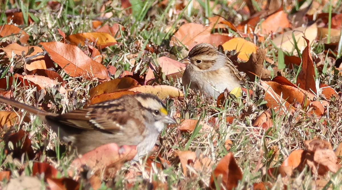 Clay-colored Sparrow - ML645997513
