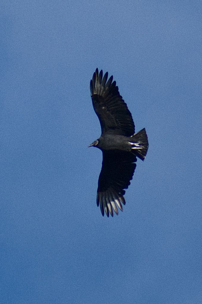 Black Vulture - ML645997514