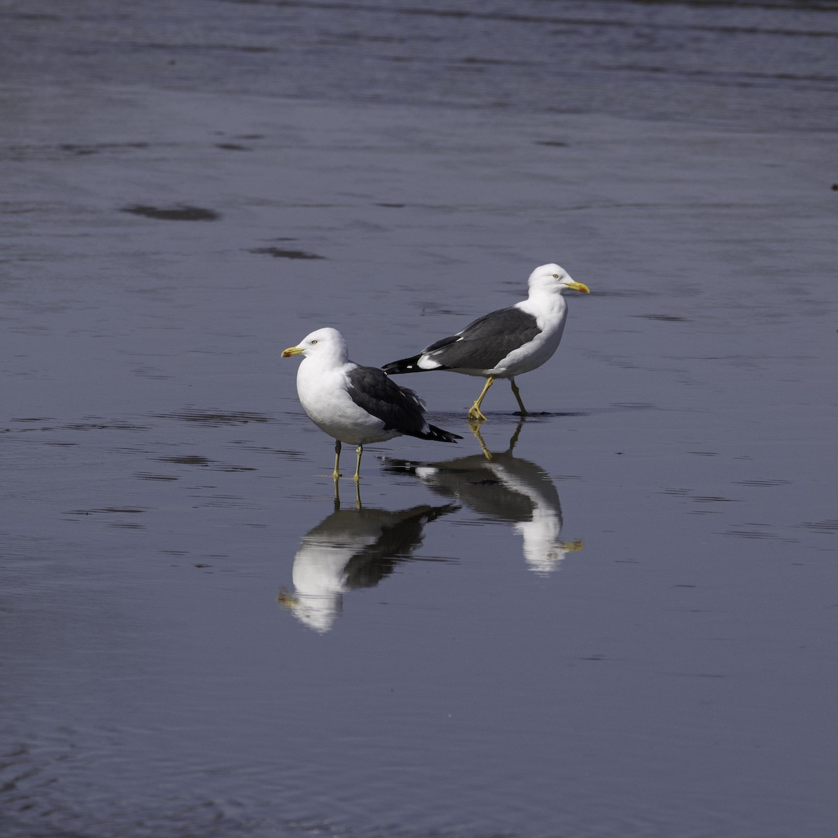 Great Black-backed Gull - ML645997515