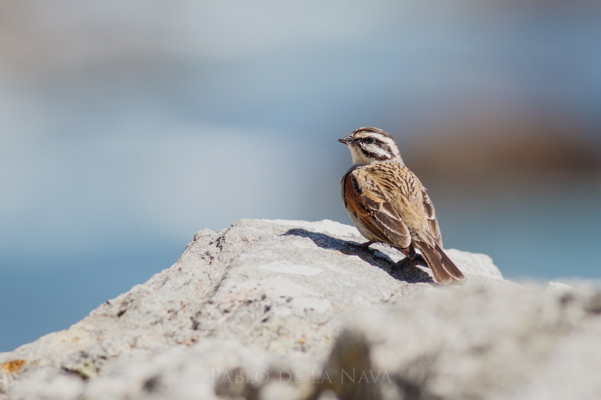 Cape Bunting - ML645997516