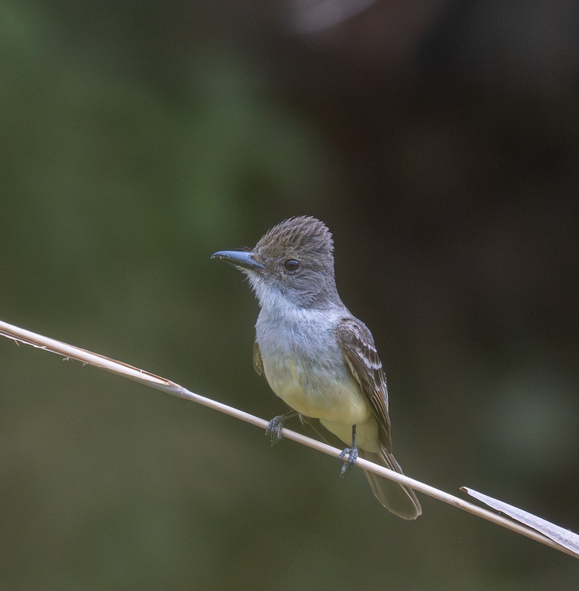 Short-crested Flycatcher - ML645997517