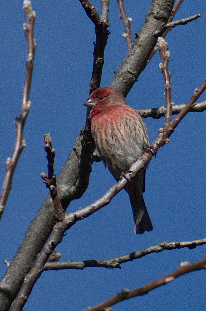 House Finch - ML645997518