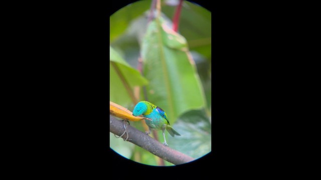 Green-headed Tanager - ML645997520