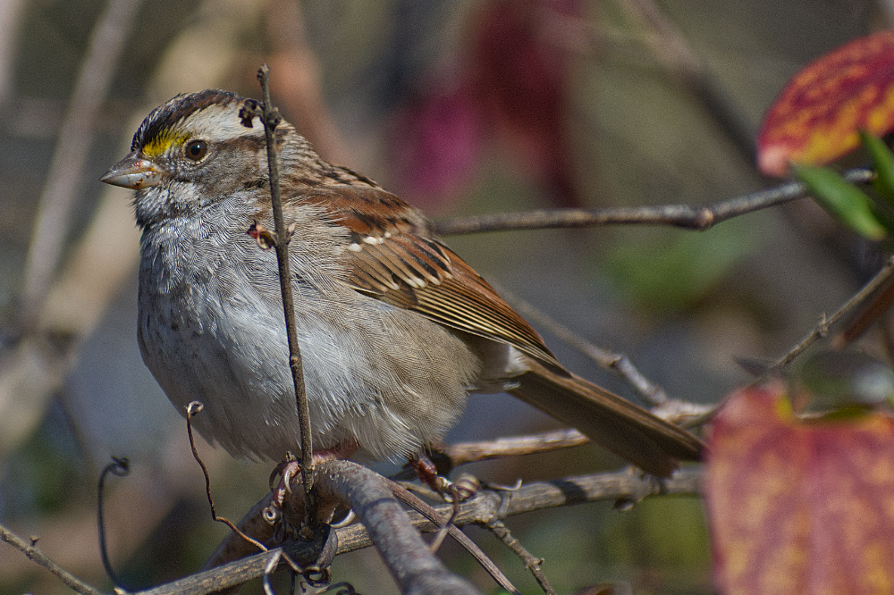 White-throated Sparrow - ML645997521