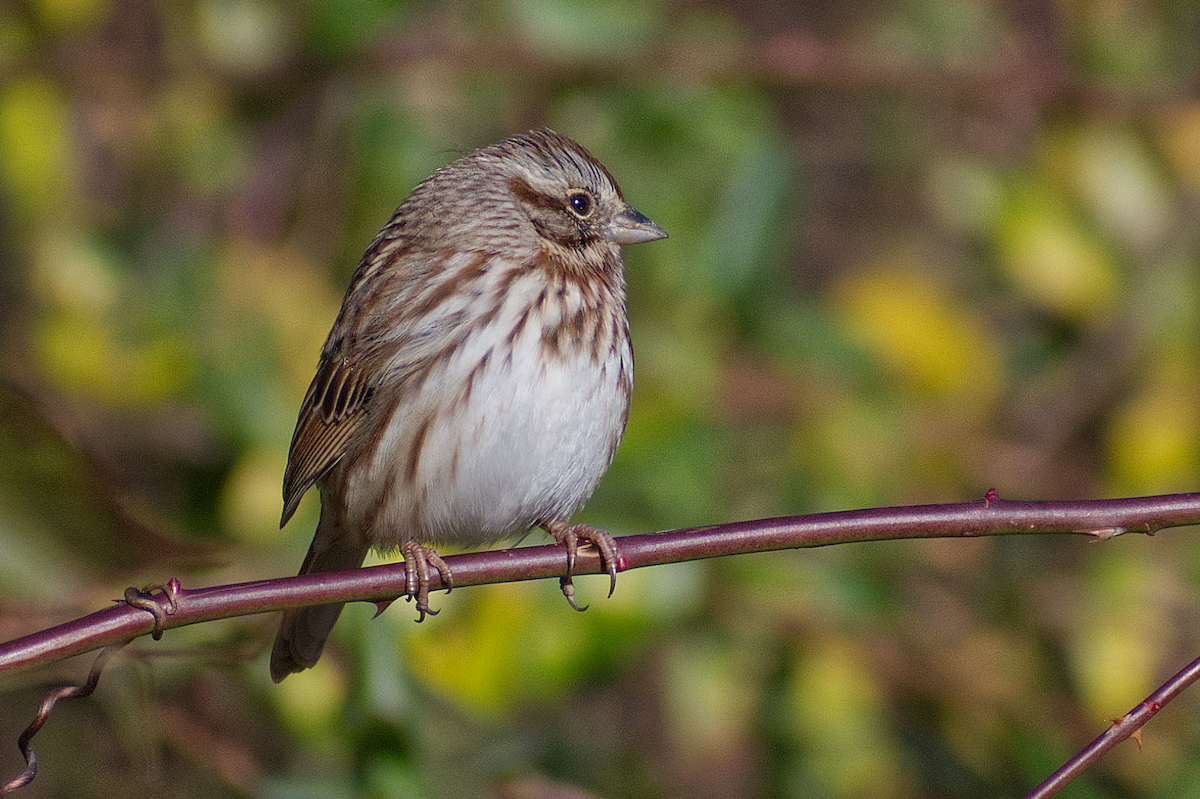 Song Sparrow - ML645997523