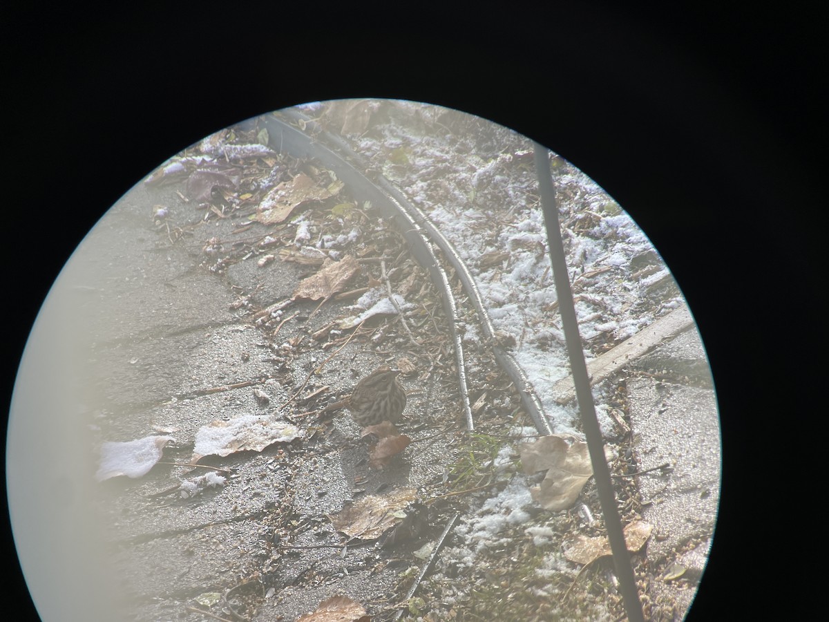 Song Sparrow - ML645997526